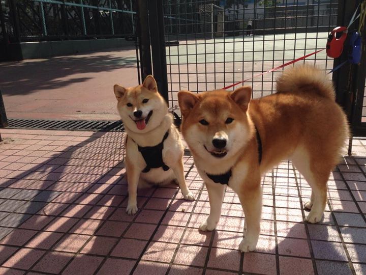 开云体育中国-鏖战巴西，三笘薰制胜表现助贝蒂斯赢得史诗级胜利
