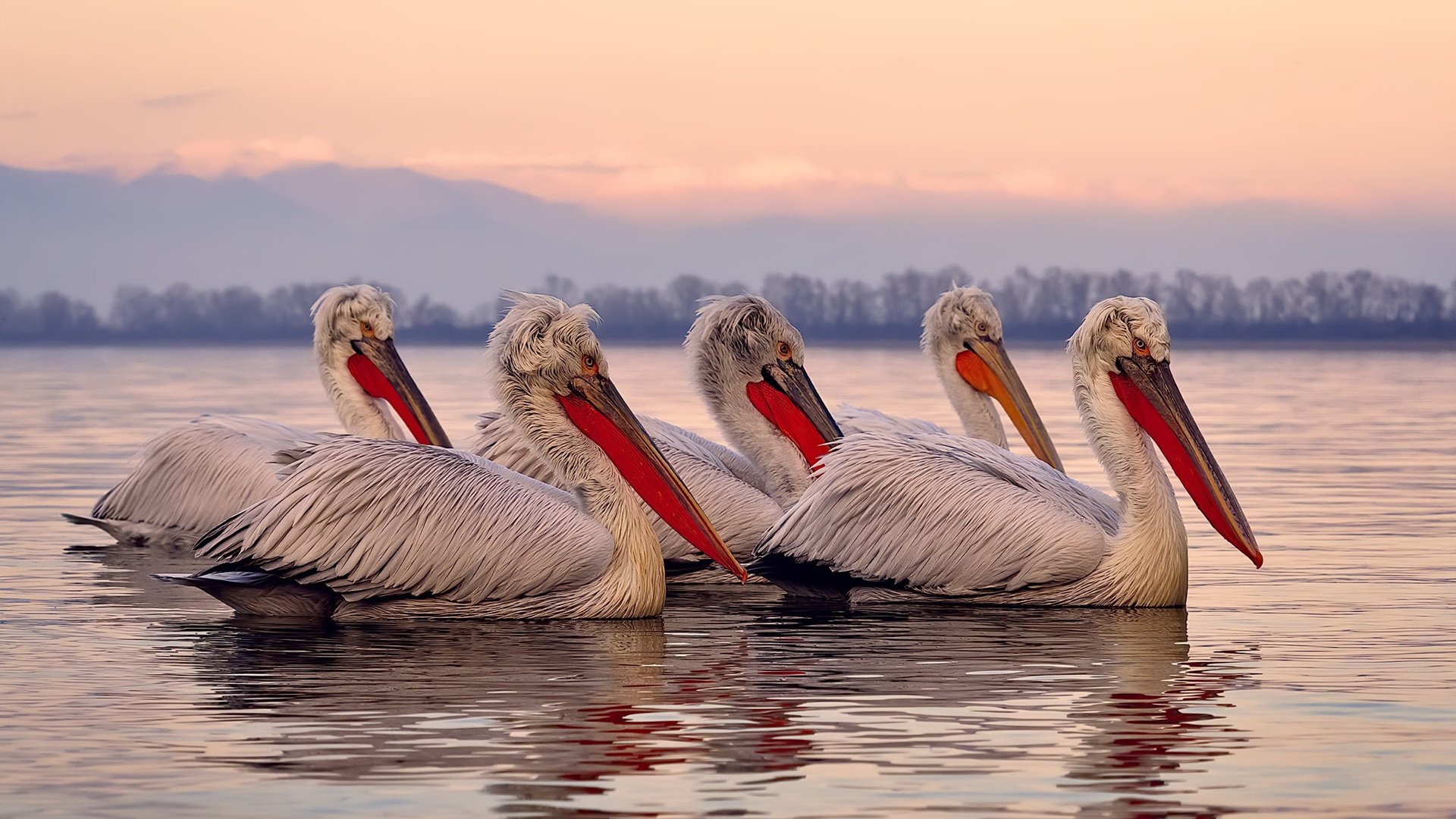 开云体育APP下载-小贾伦狂砍36分统治攻防，独行侠团队发力轻取吉林迎大胜