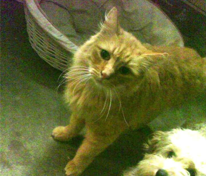 东决关键战之夜，凯塞多三分雨刷新纪录，率队挺进总决赛