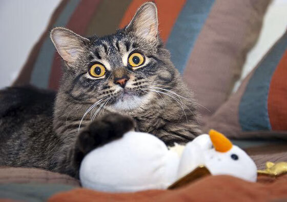 开云体育入口-篮球魔法的双重奏，浙江队强势晋级与库里欧冠决赛的统治时刻