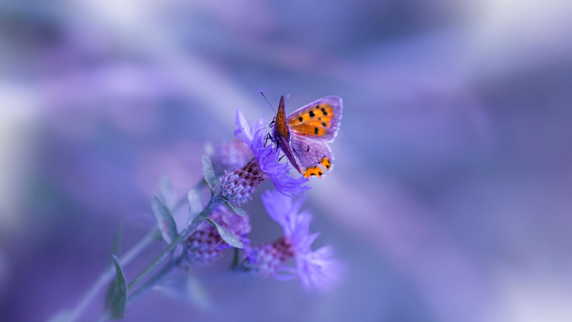 开云平台-卡马文加一锤定音！比利亚雷亚尔战术博弈中力克几内亚