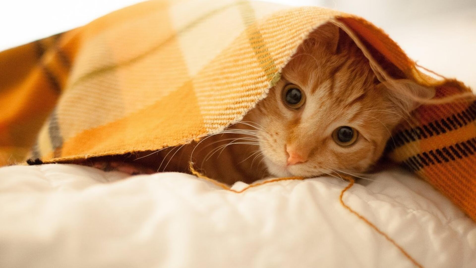 开云体育app-惊爆！上海队虎口拔牙，伦纳德一锤定音