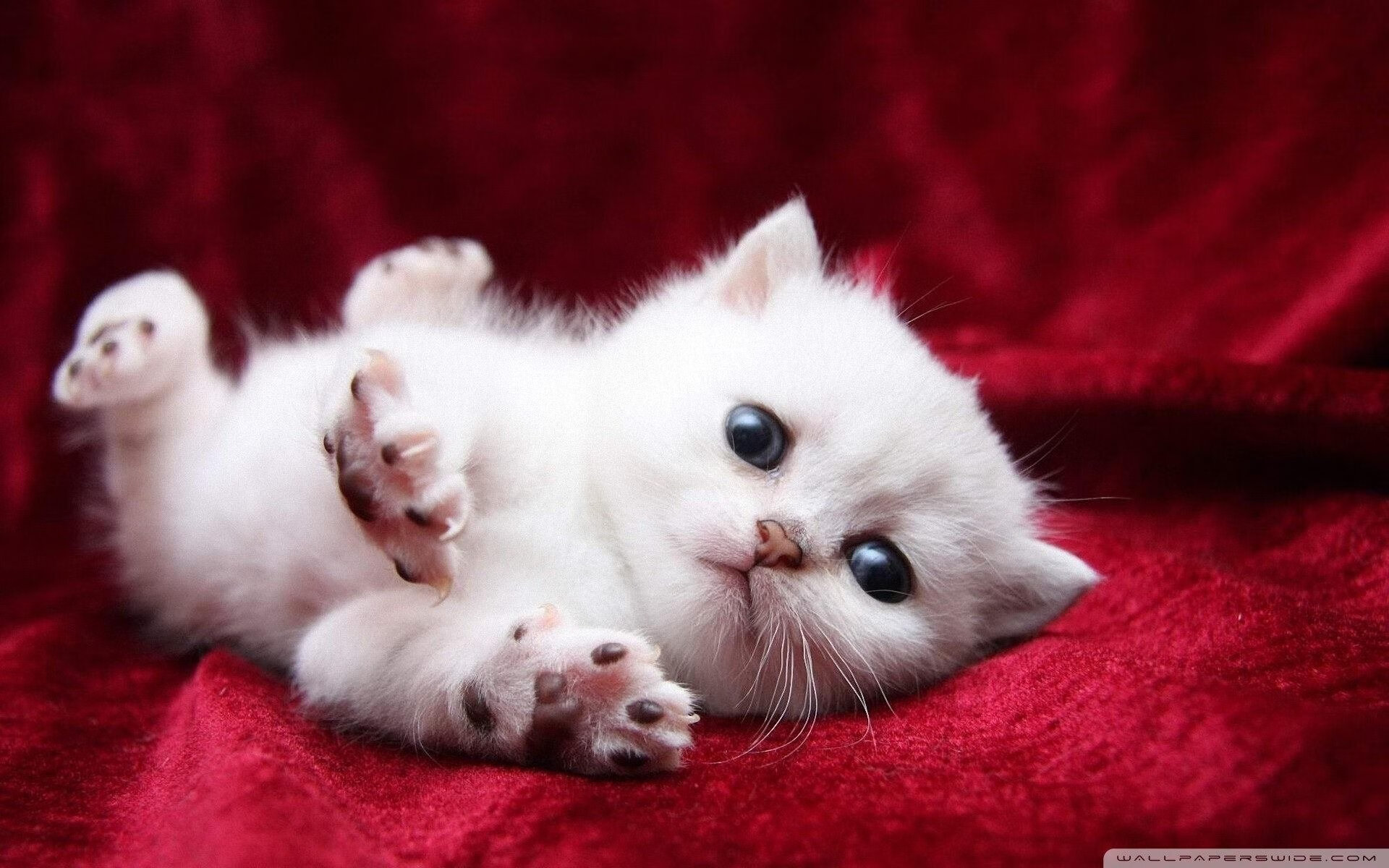 升空!火箭横扫辽宁,哈登狂暴输出全程高能