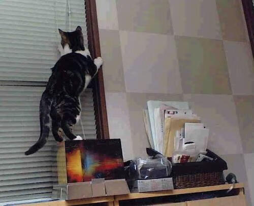 浓眉评分拉满背后,黄蜂淘汰赛为何能蛰伤浙江猛虎?