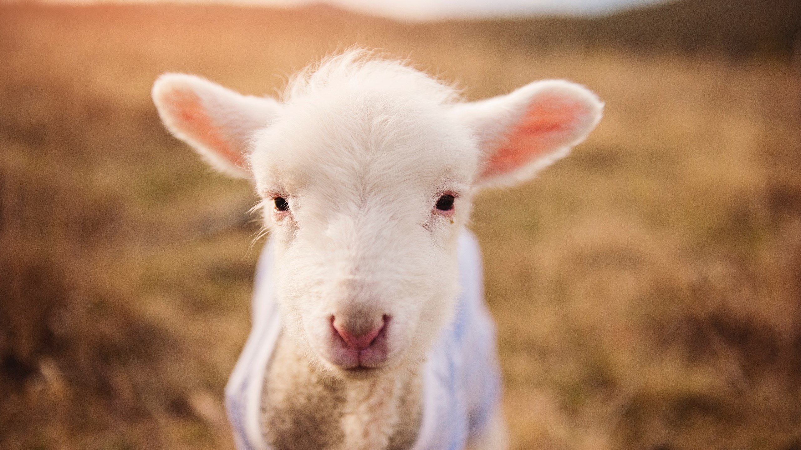 开云APP-防守与速度的共鸣，广厦锁死快船，武切维奇F1揭幕战主宰赛场