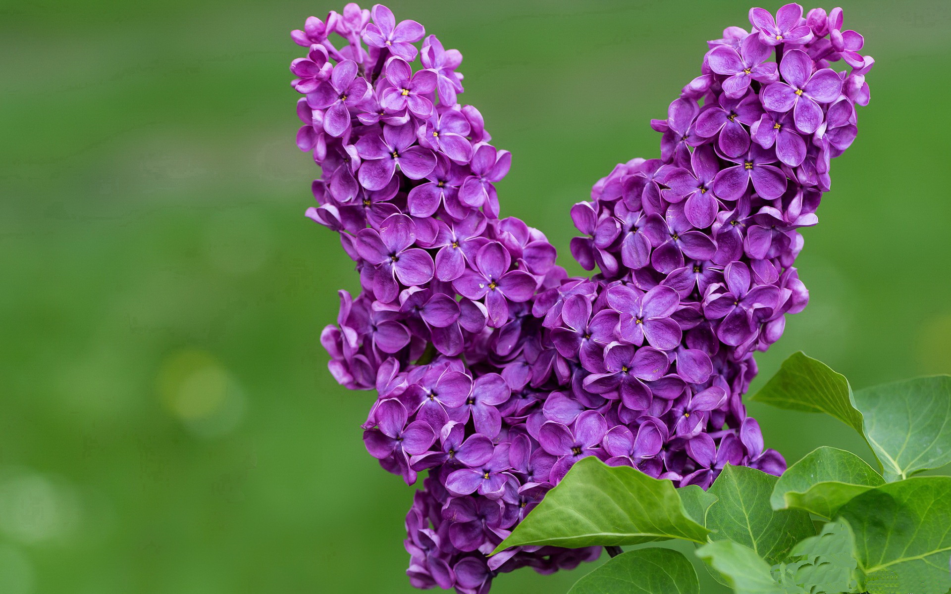 开云体育APP下载-法比尼奥中场统治力全开，波兰高效半场终结悬念