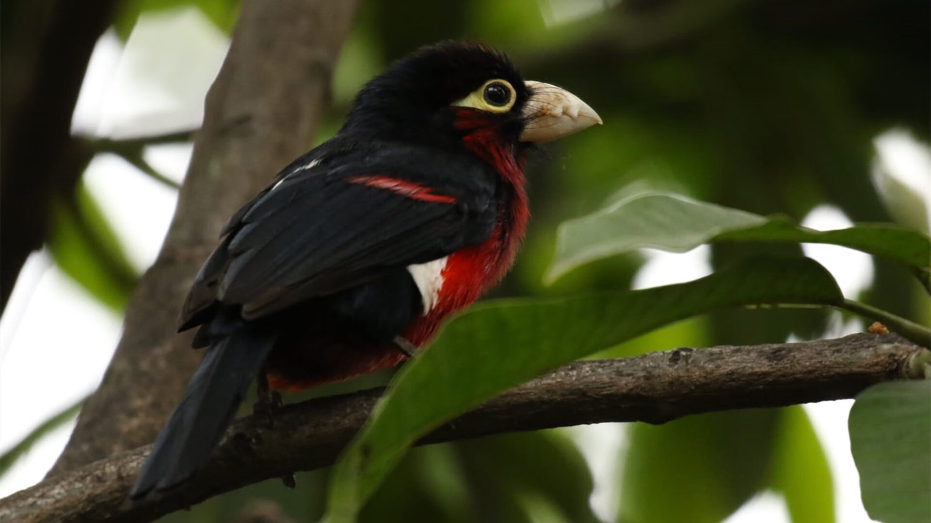 开云体育登录-国王强势攻克盐湖城，小贾伦压力下完成爆发之战