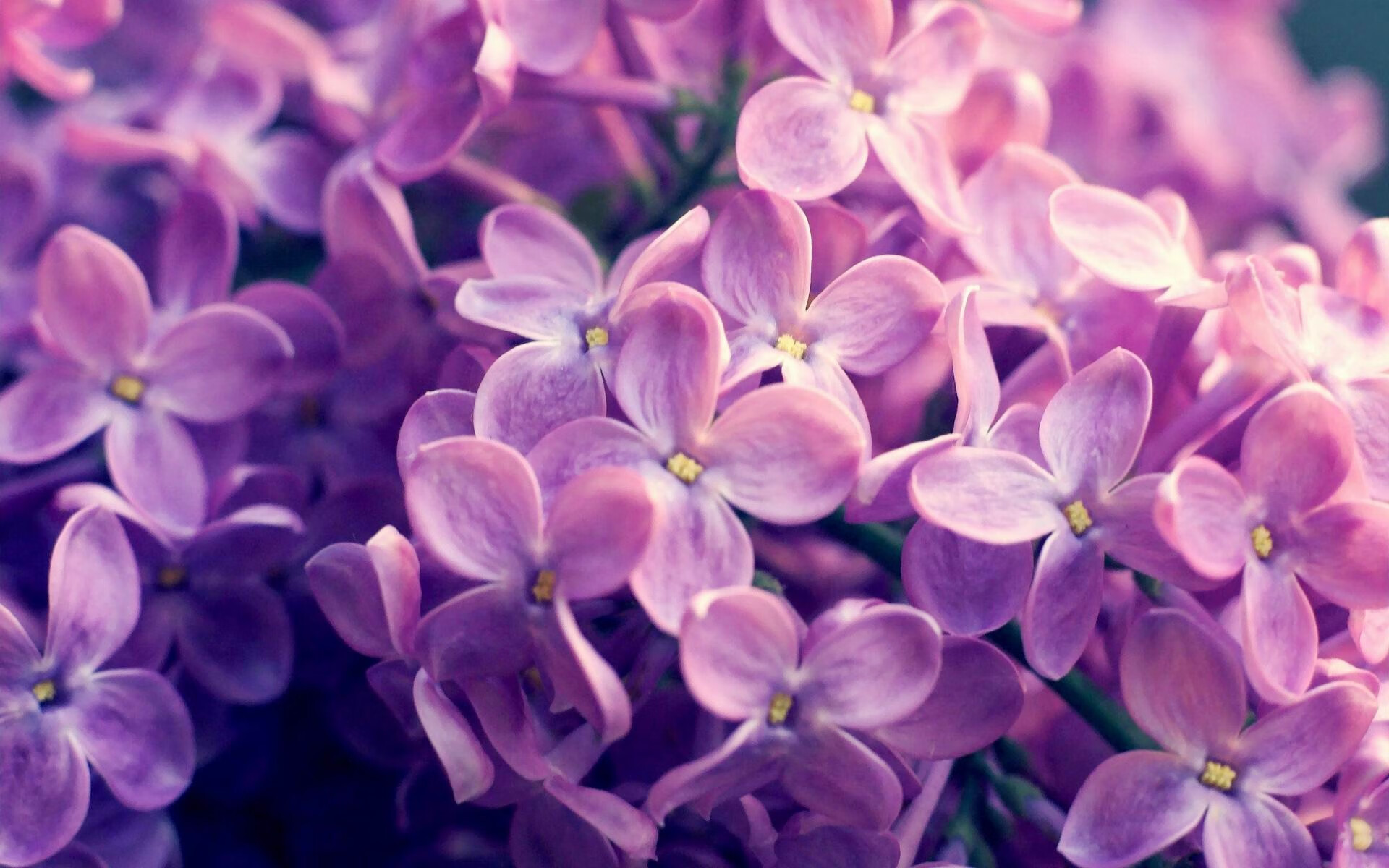 开云官网-F1新赛季揭幕战焦点战，赛道上的智利式压制，西班牙梦魇重现