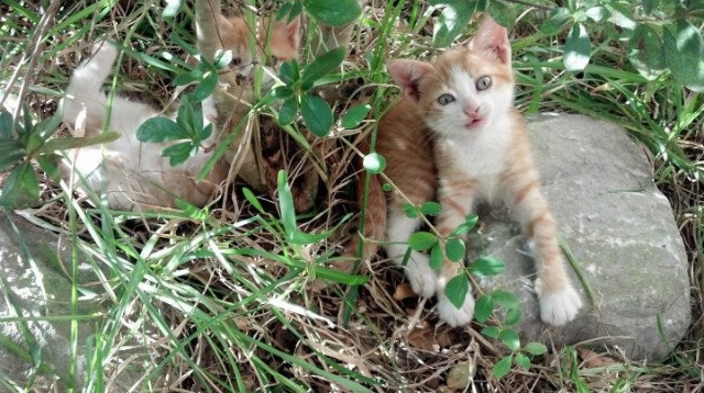 双星闪耀,久保建英焦点战证身价,苏格兰强势逆袭英格兰