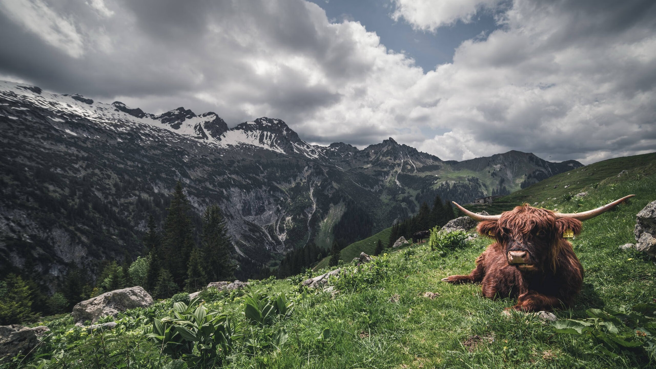 征服南半球，卡拉斯科冠军级表现助马德里竞技在澳大利亚奠定新里程碑