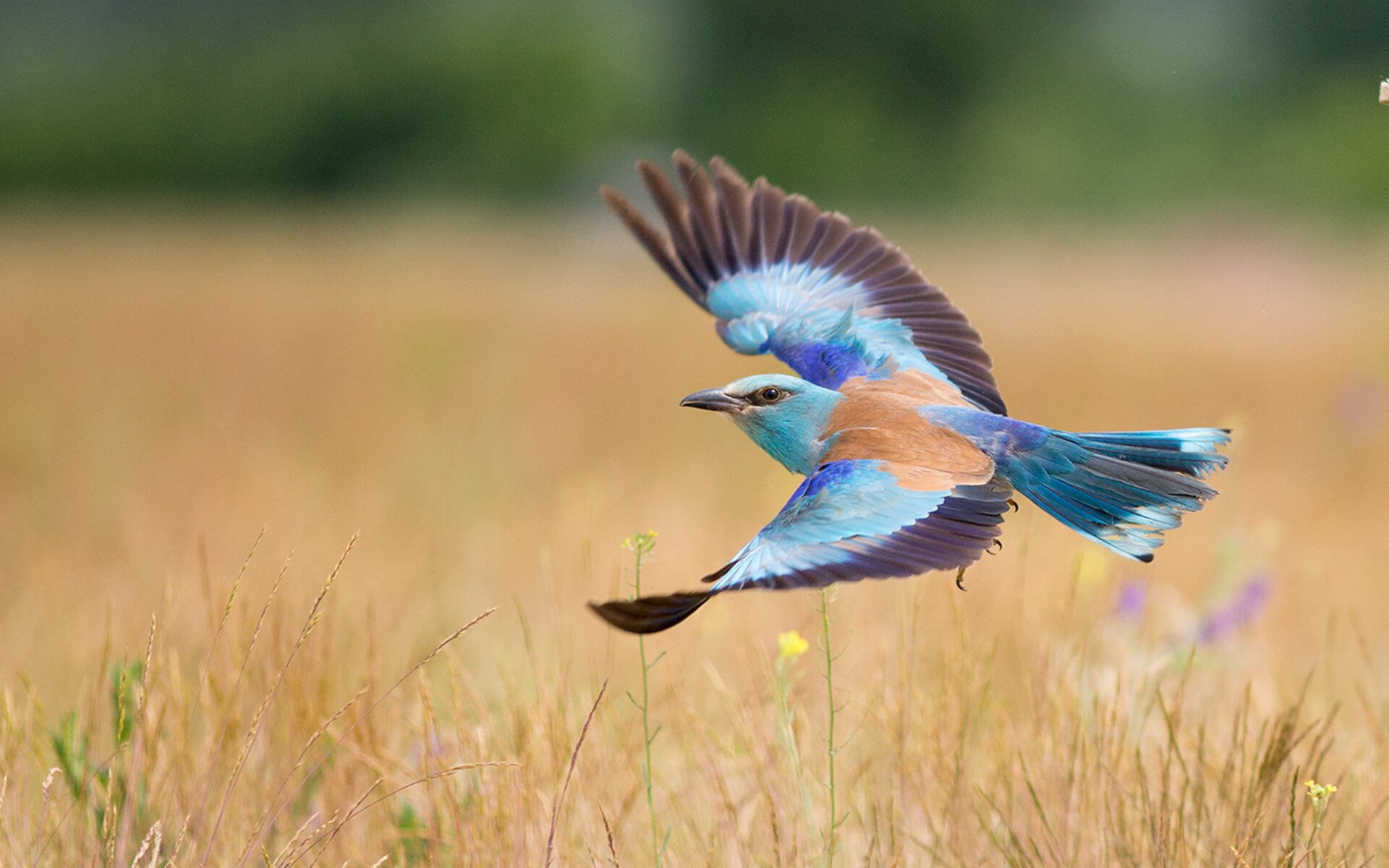 双城记,欧冠与NBA的平行叙事,这一夜的英雄与史诗