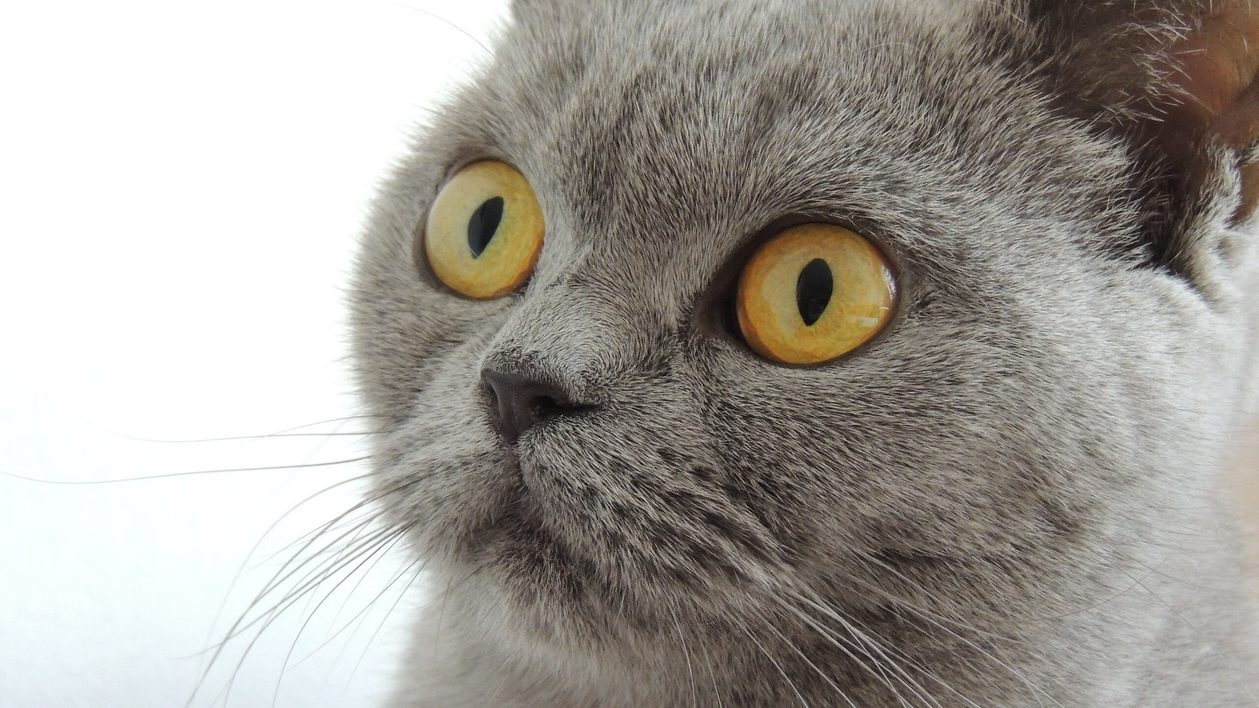 开云体育官方网站-格纳布里撕裂防线，喀麦隆全面压制