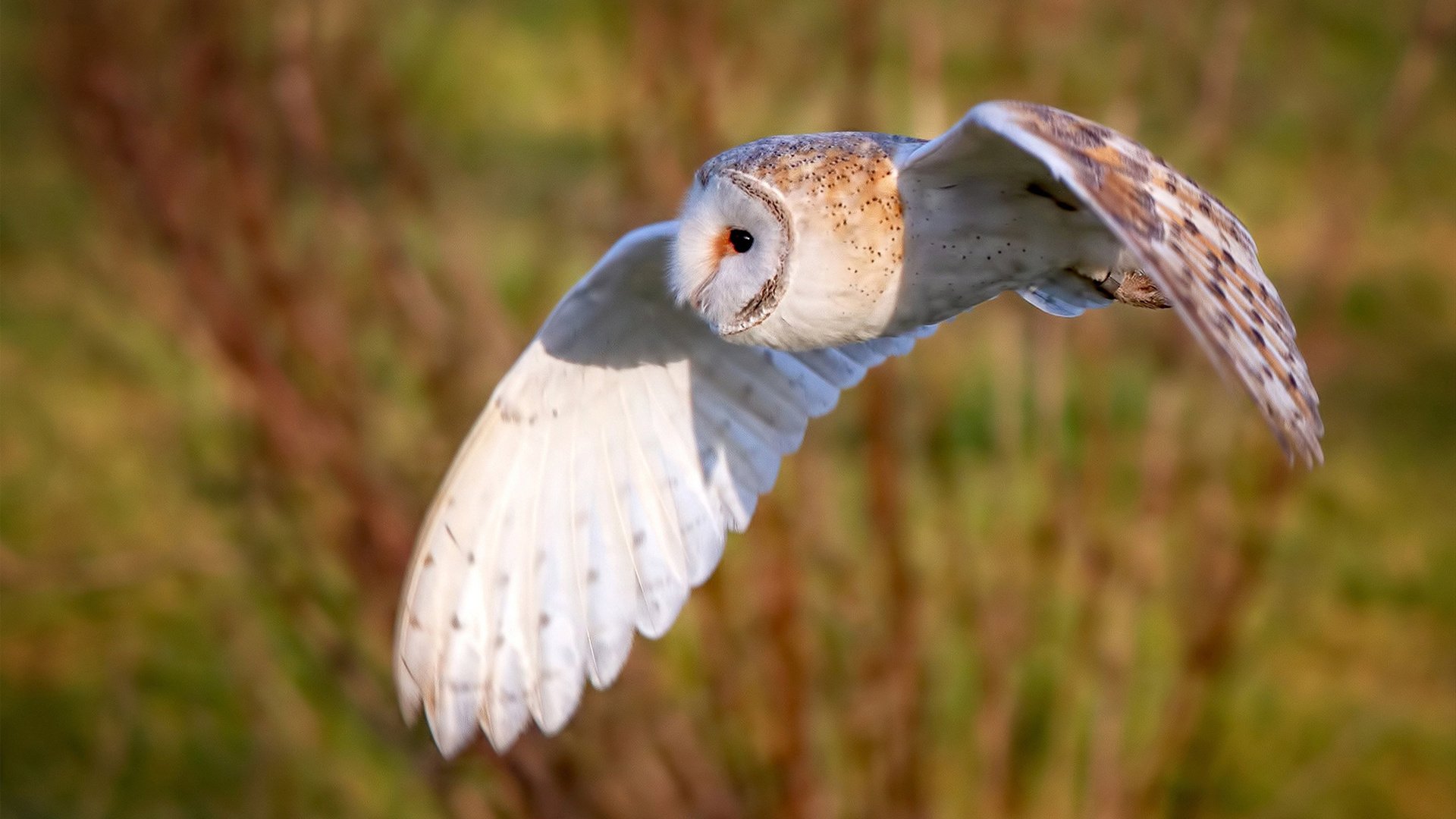 暗夜撕裂者,罗德里戈于城市峡谷中加冕巨星