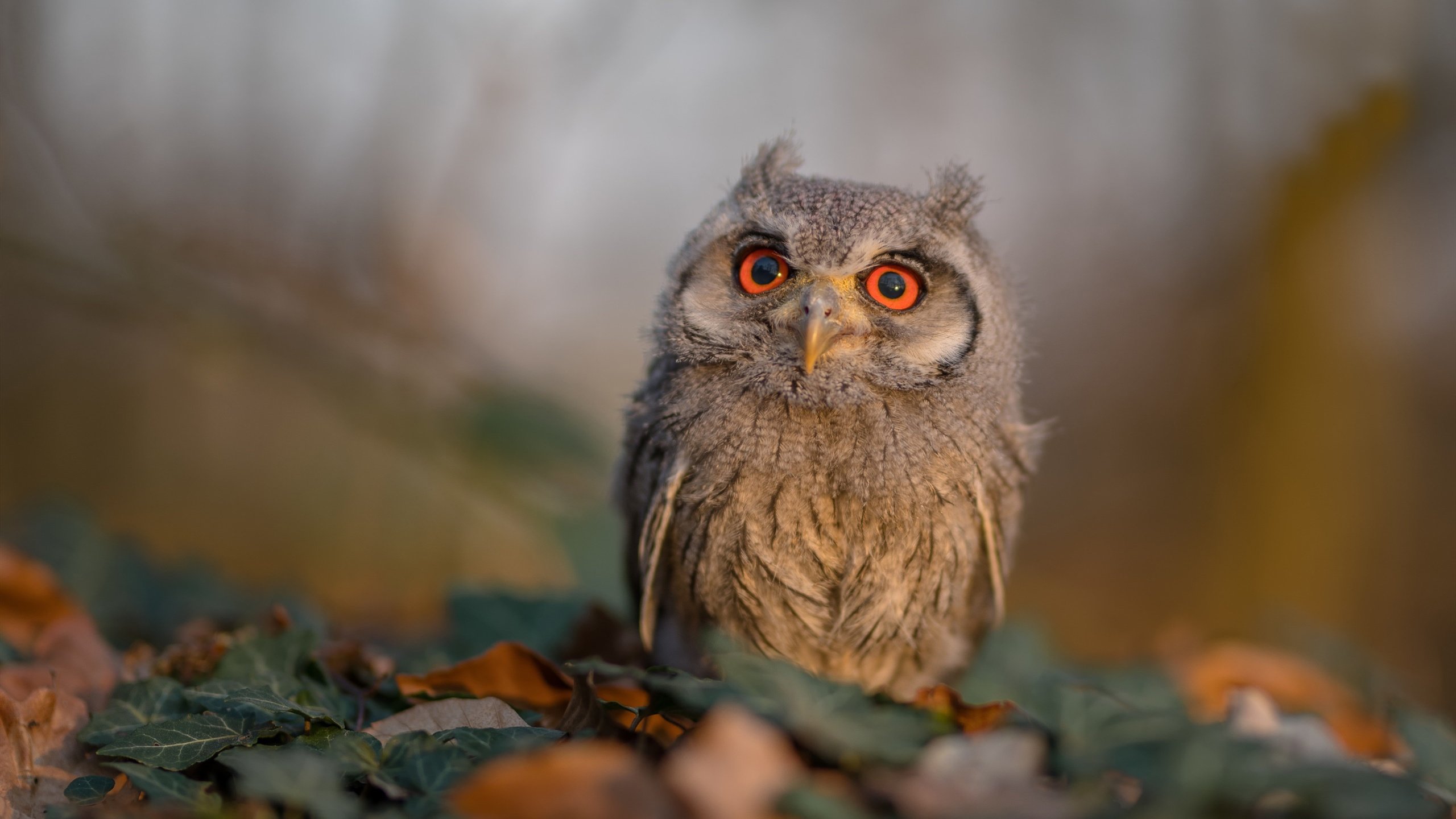 深圳与国王的超时空对话，当字母哥扛起一支城市的脊梁