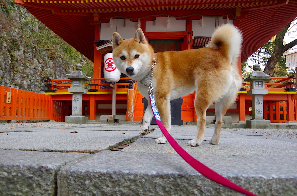 开云体育官方网站-当潘帕斯雄鹰飞过长城，那场改写命运的抢七之夜